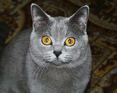 Gatti (28)